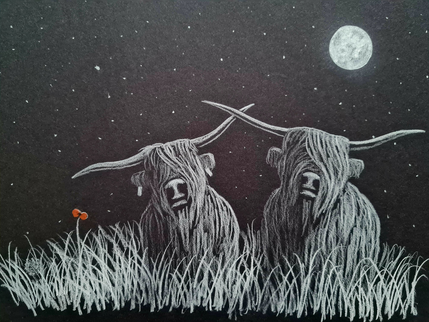 Highland coo