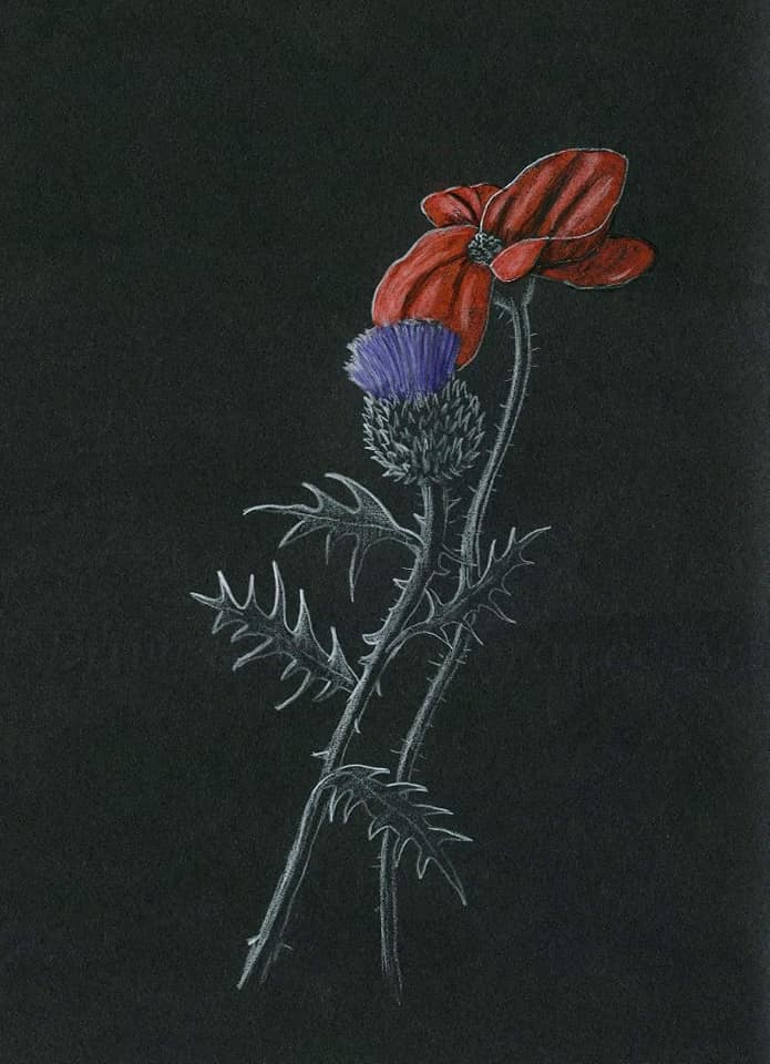 thistle poppy art