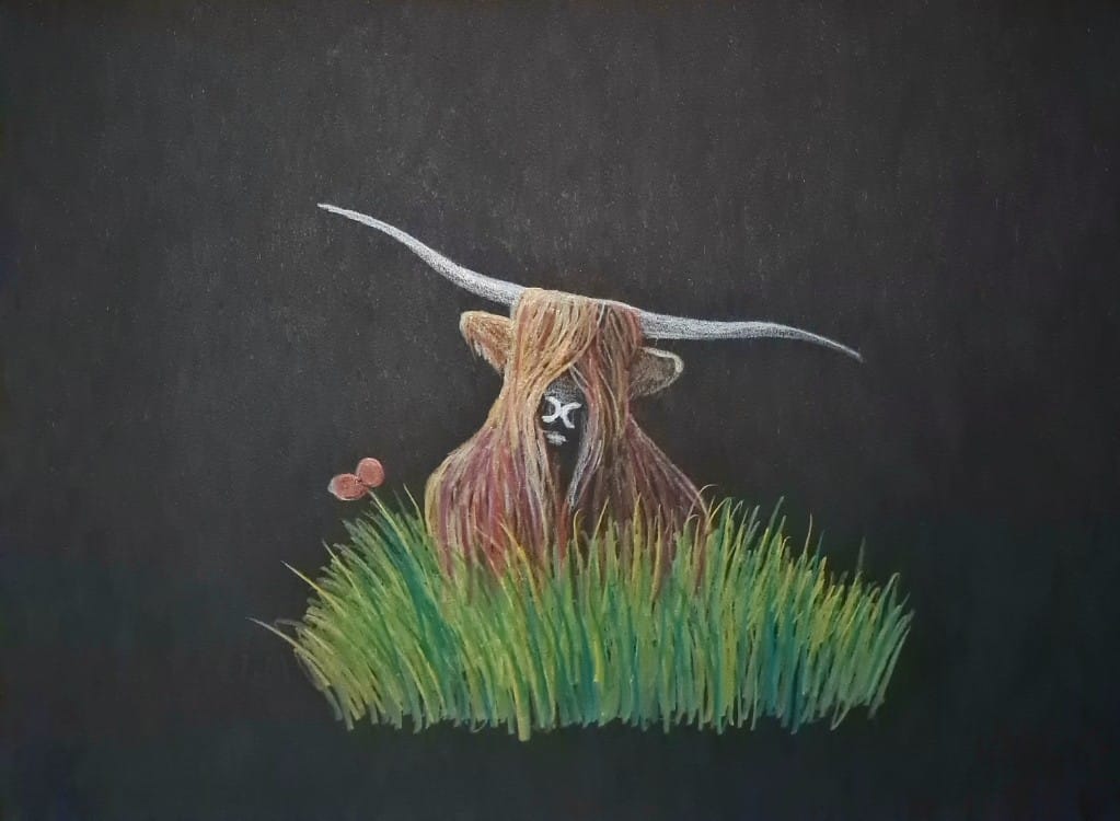 highland coo art