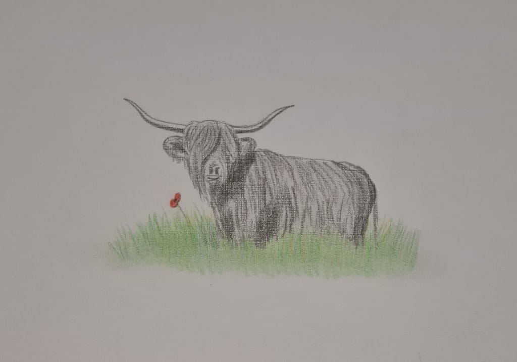 highland coo art