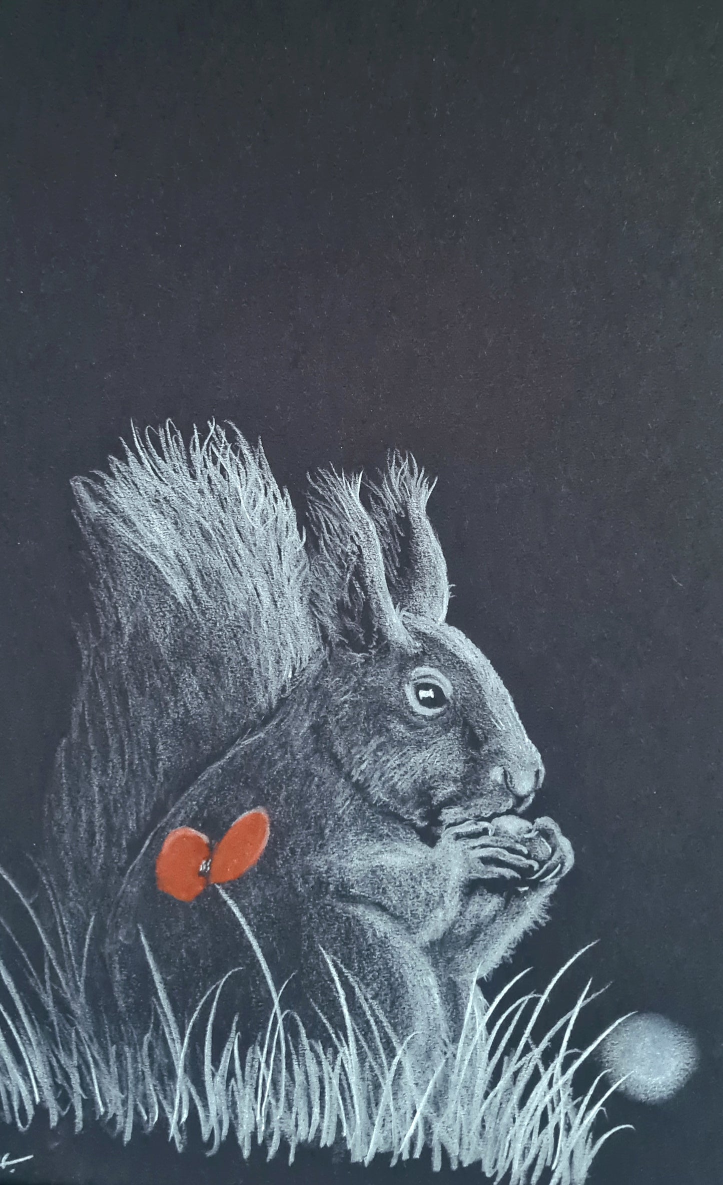 Remembrance art squirrel poppy 