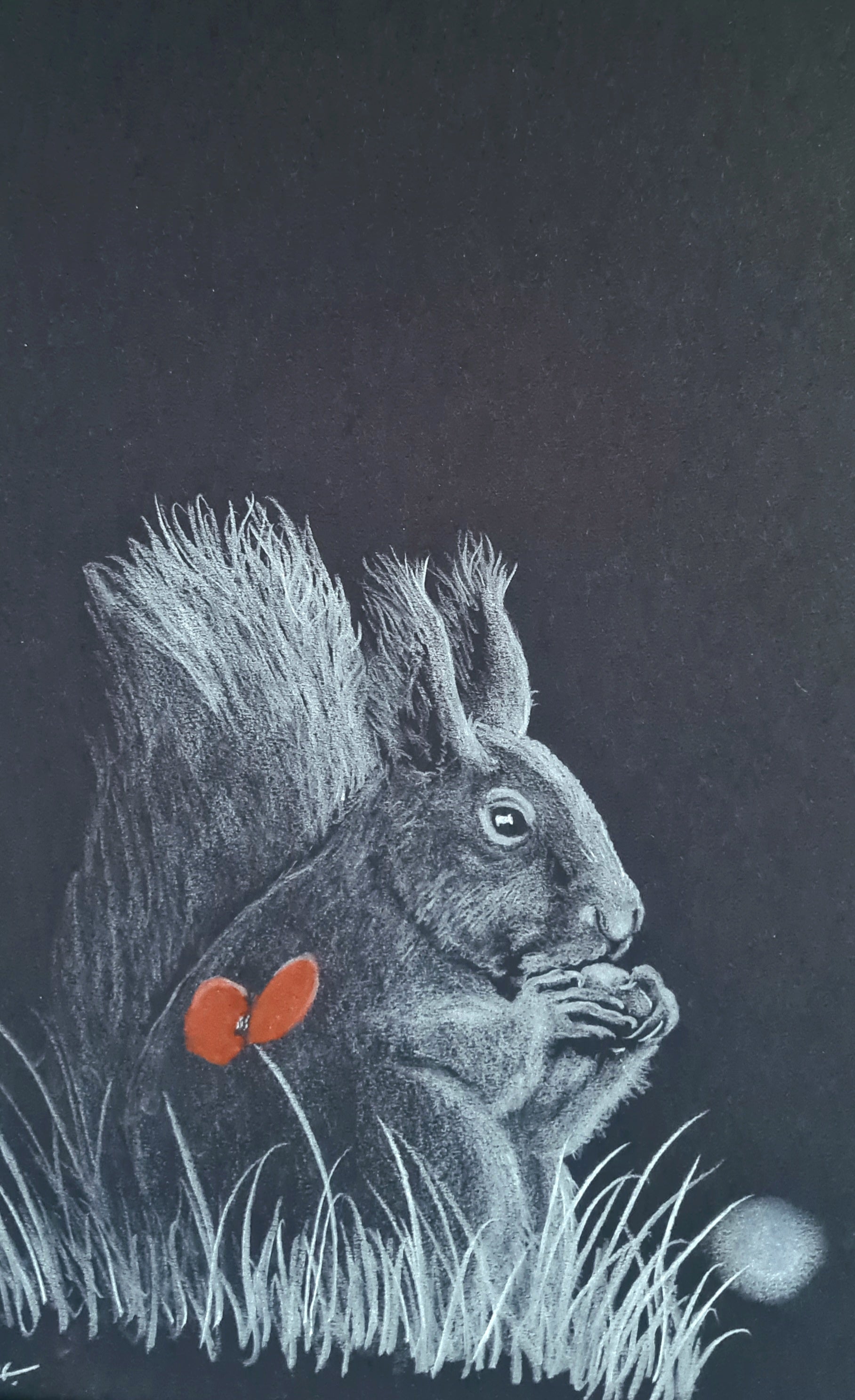 Remembrance art squirrel poppy 