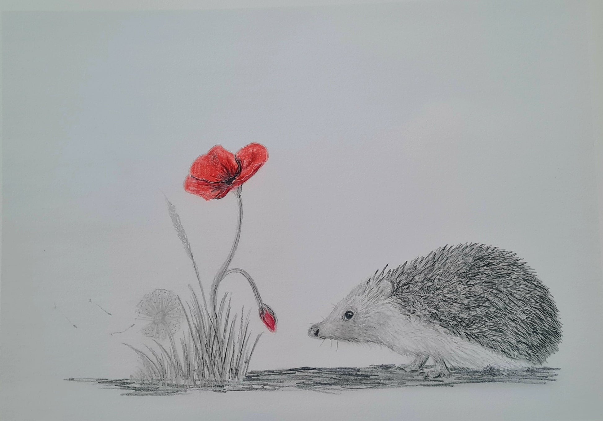 Remembrance art hedgehog 
