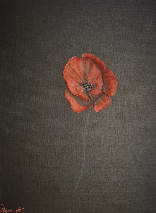 Poppy on black background