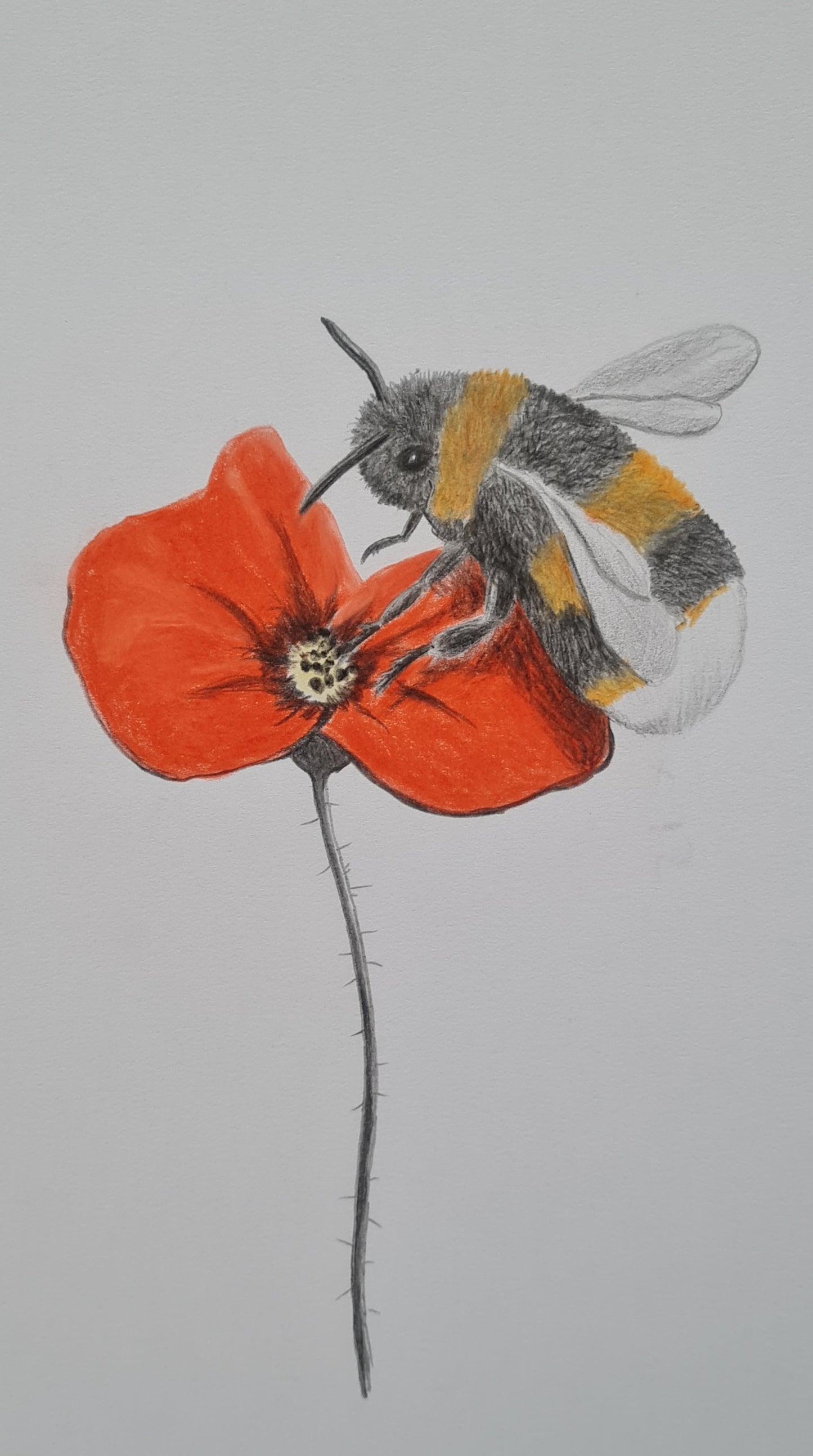 U722 Original Polychromo  - 'wee bee'