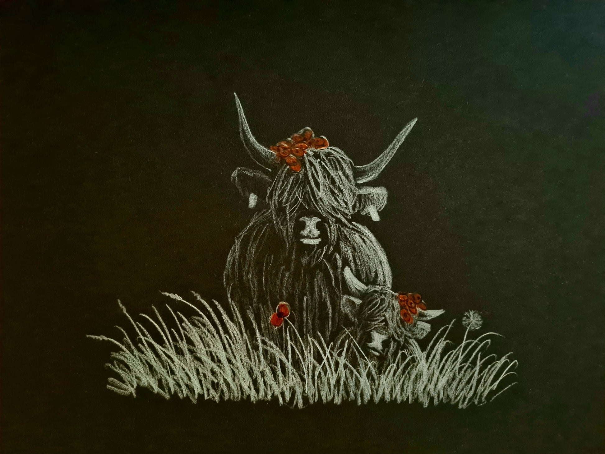 Highland coo art