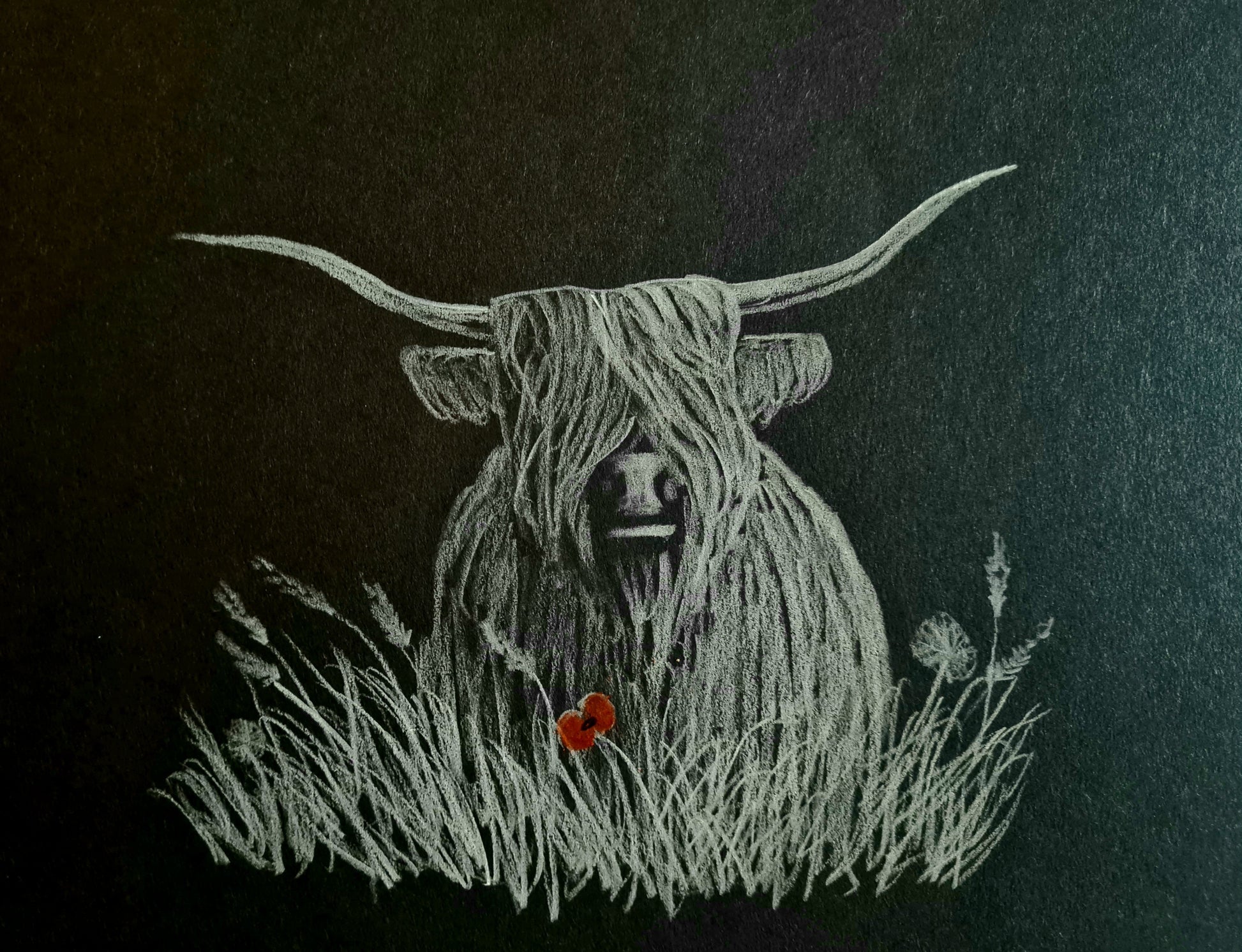 Highland coo pic