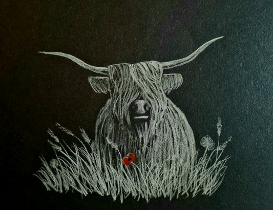Highland coo pic