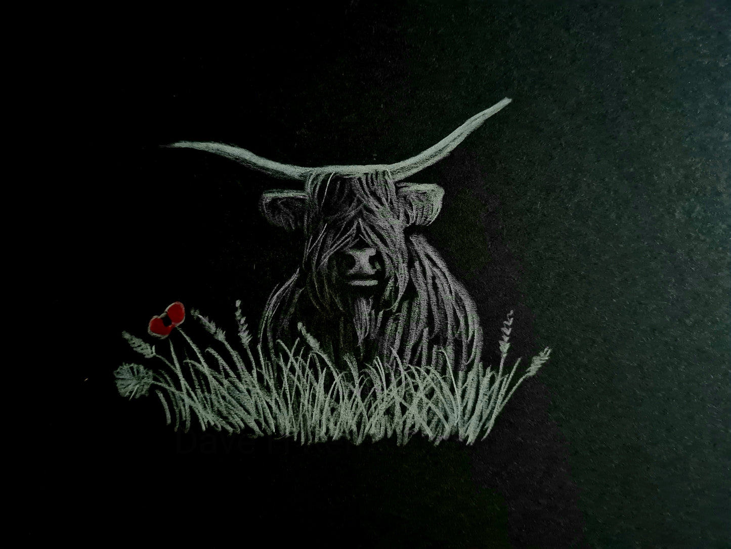 Highland coo pic