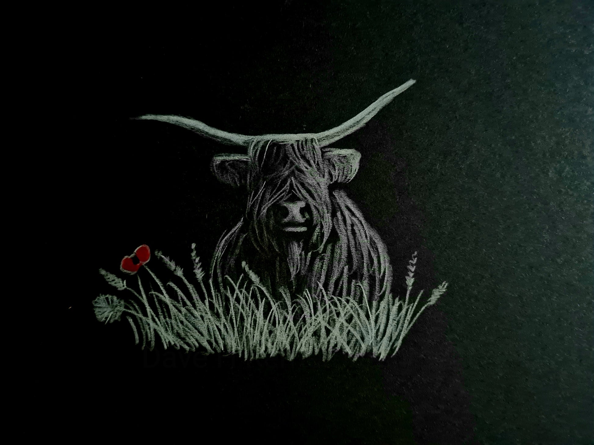 Highland coo pic