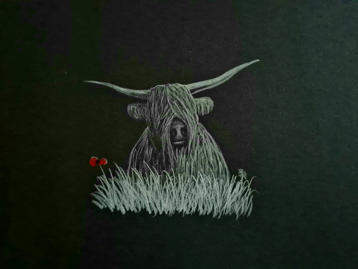 Highland coo pic 