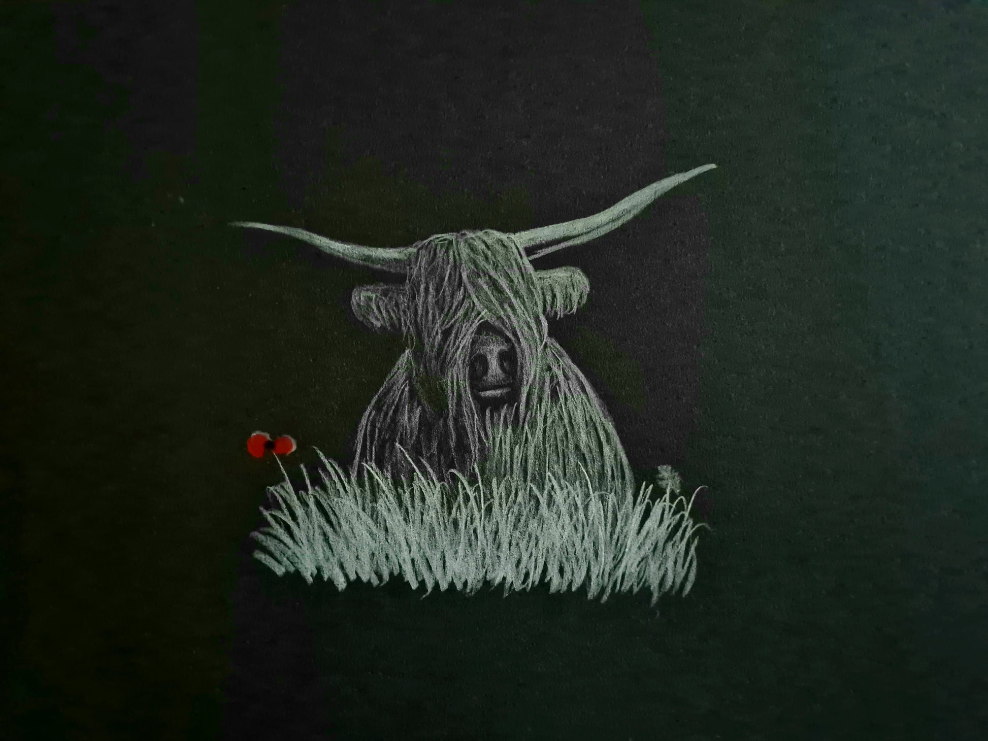 Highland coo pic 