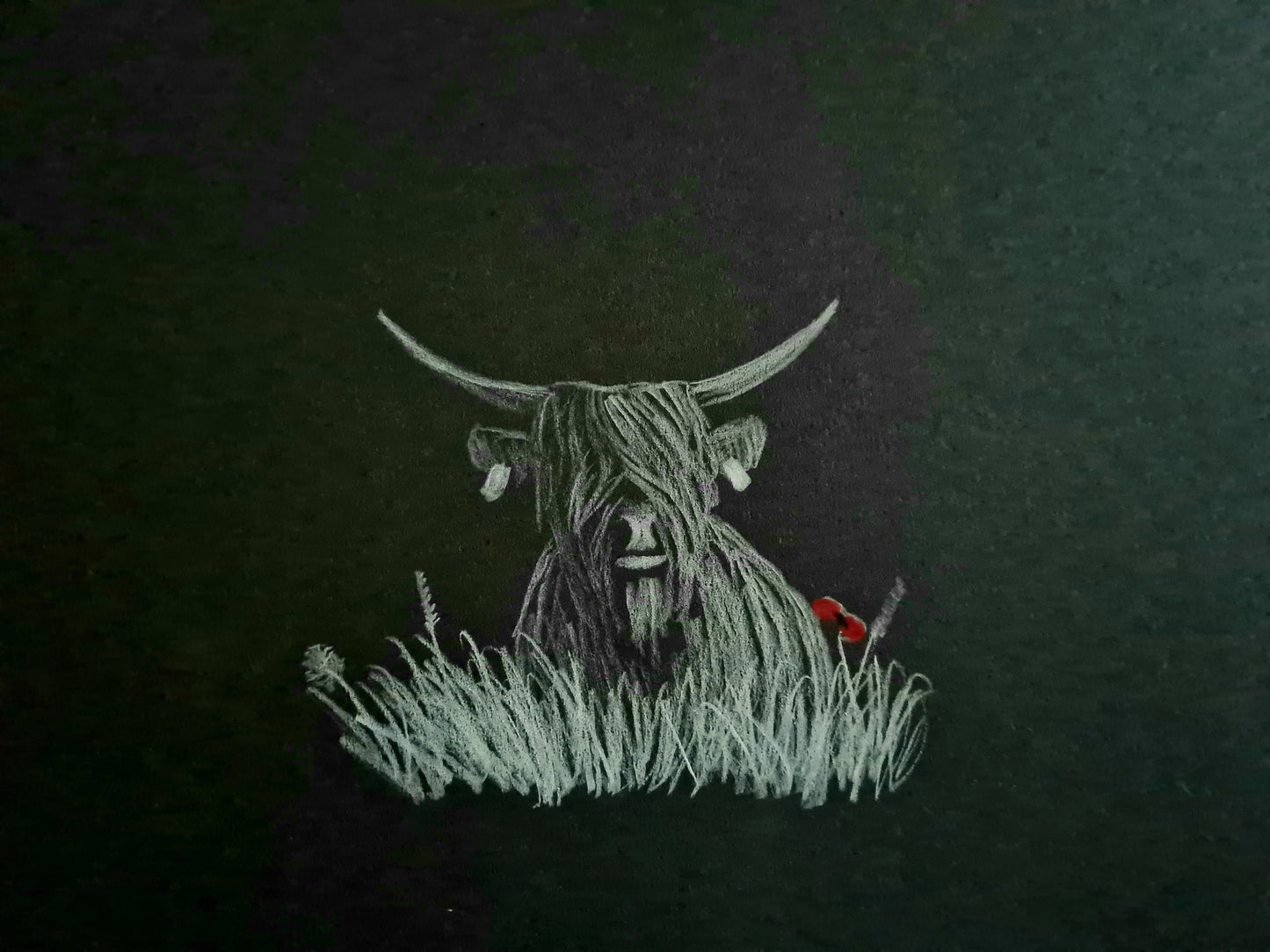 Highland coo pic 