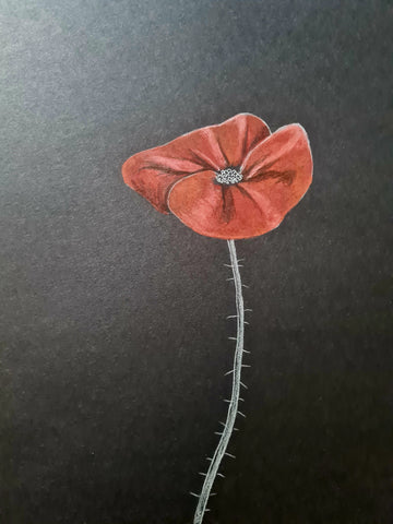 U606 Original Polychromo - 'Just a poppy #6'