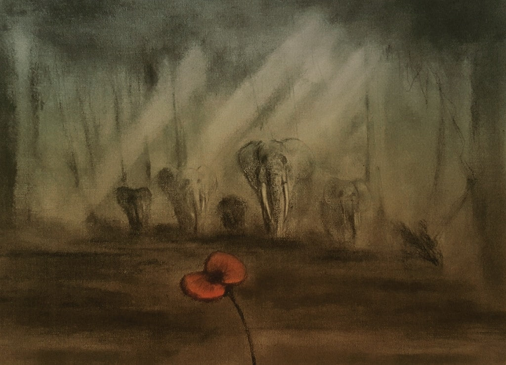 Elephant poppy