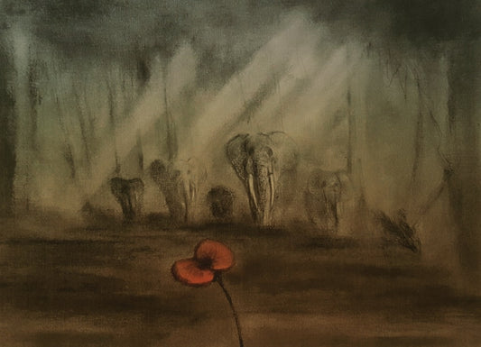 Elephant poppy