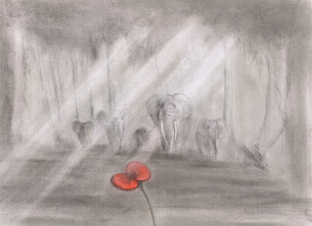 Elephant poppy