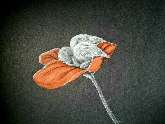 remembrance art