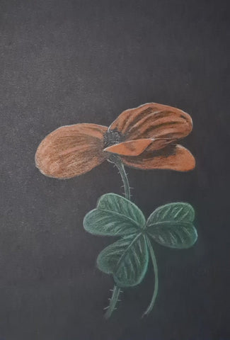 415 Original Polychromo - 'Shamrock Poppy'