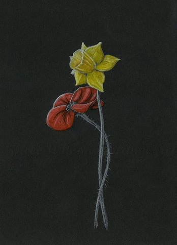 392 Open Edition Giclée Print - 'Daffodil Poppy'