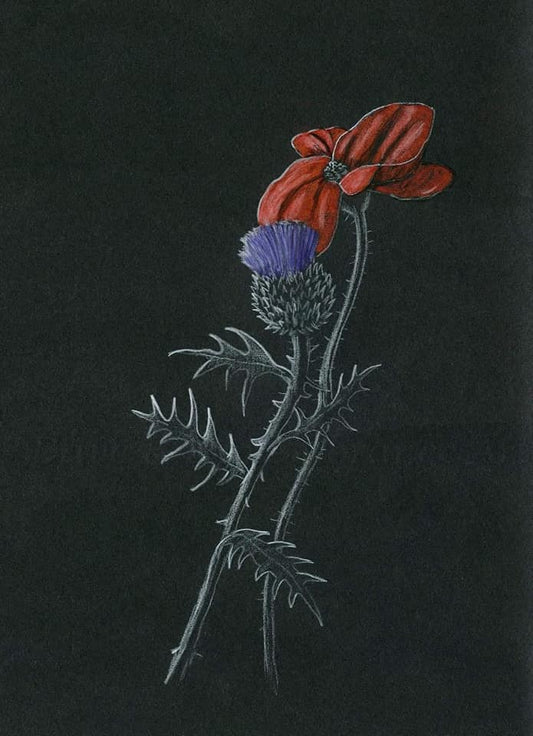 thistle poppy art