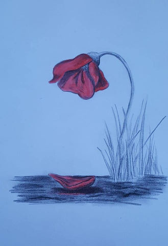 U331 Original Polychromo - 'Poppy loss sketch'