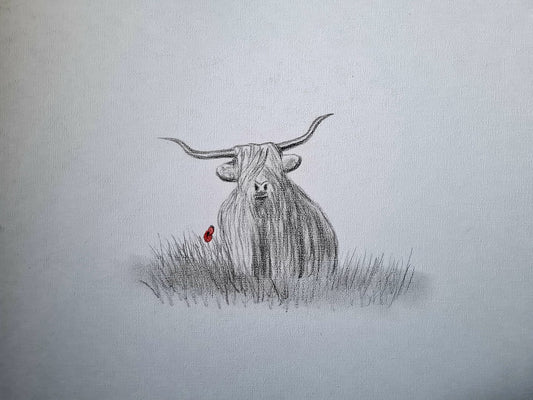 highland coo art