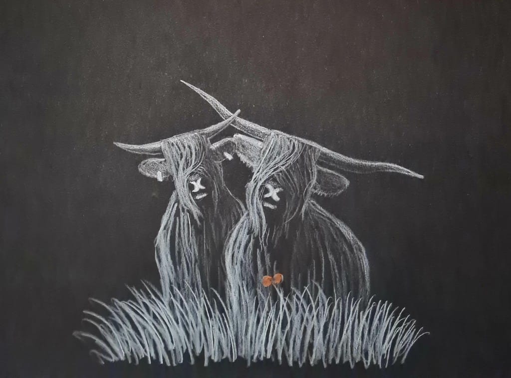 highland coo art