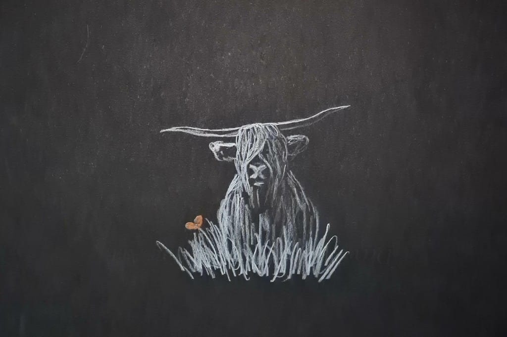 highland coo art