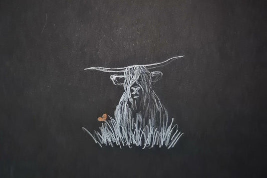 highland coo art