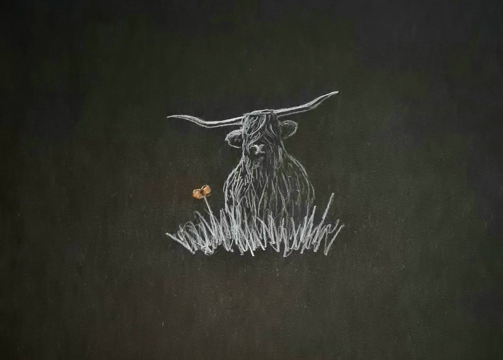 highland coo art