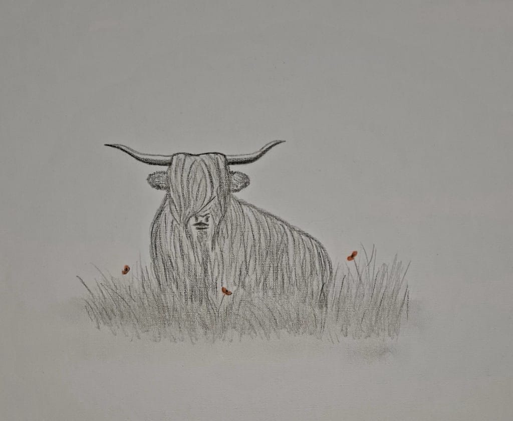 highland coo art