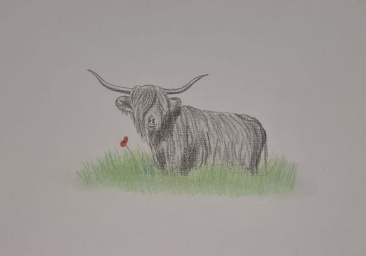 highland coo art