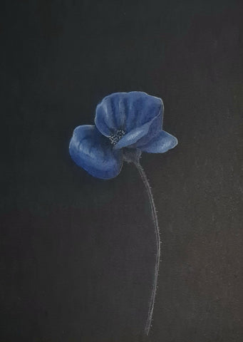 U537 Original Polychromo - 'Blue Poppy'
